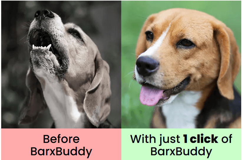 How to Barxbuddy dog bark controller Works